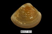 藏品(普通文蛤)的圖片